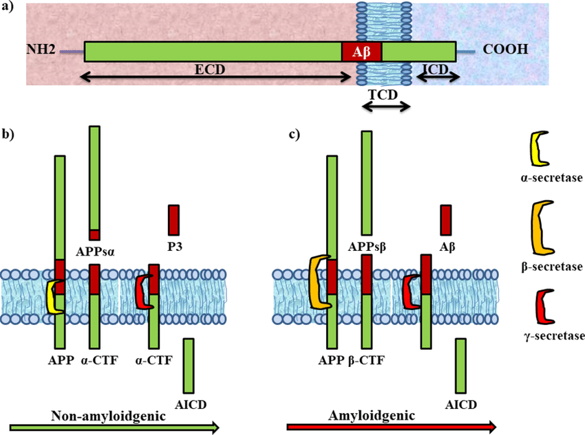 APP Processing at the membrane