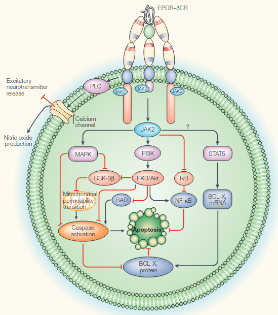 EPOR-BCR