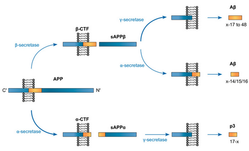 APP Cleavage