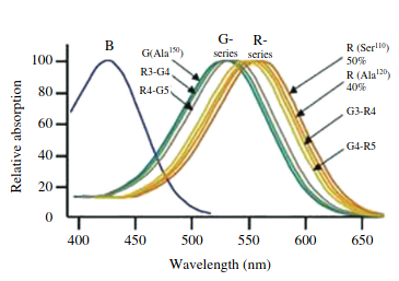 Chimerical photopigments in the general population