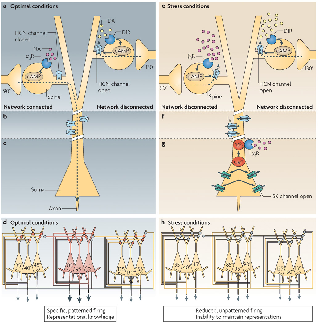 Stress vs. Non-stress in the PFC 3