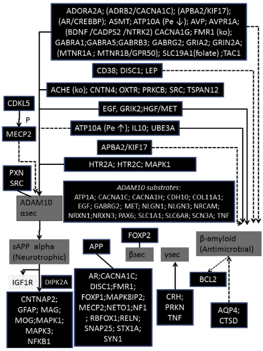 Autism/APP-related genes