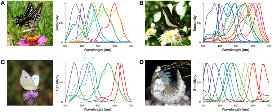 Visual spectra of some butterflies