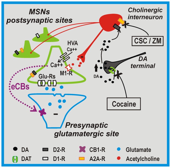 Cocaine/A2Ai MSN w/ cholinergic interneuron