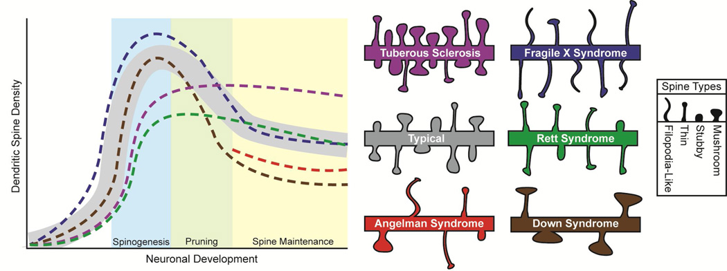 Dendritic spine development in various disorders