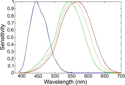 Human retinal tetrachromacy