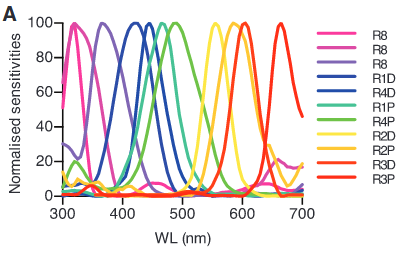 Spectral sensitivities in the mantis shrimp