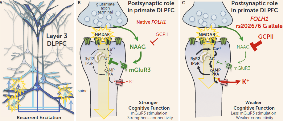 K+ flux in dlPFC dendritic spines