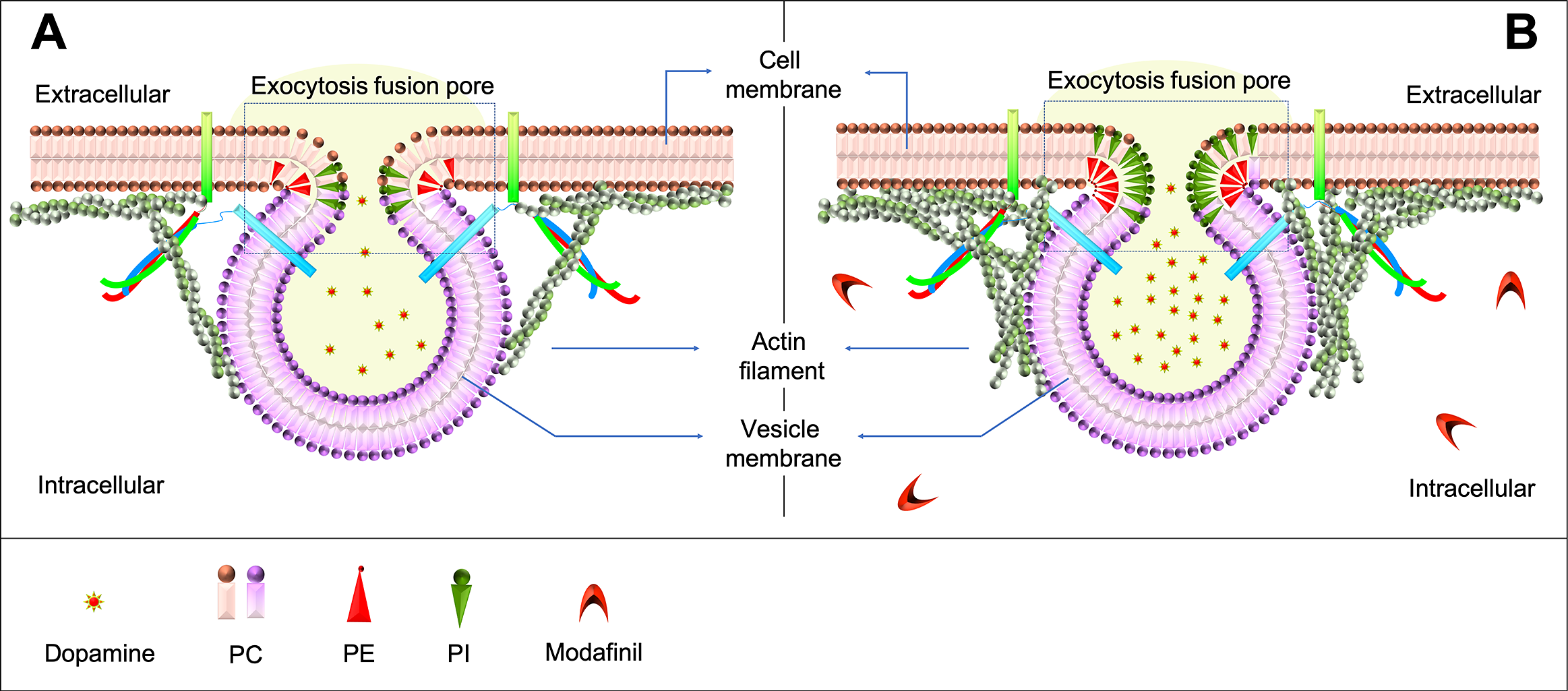 Vesicle exocytosis in the presence of modafinil