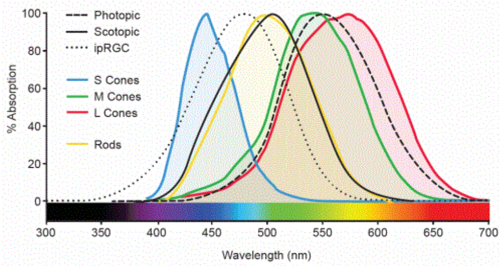 Photosensitive cones