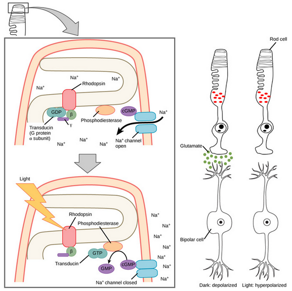 Rod cell transduction