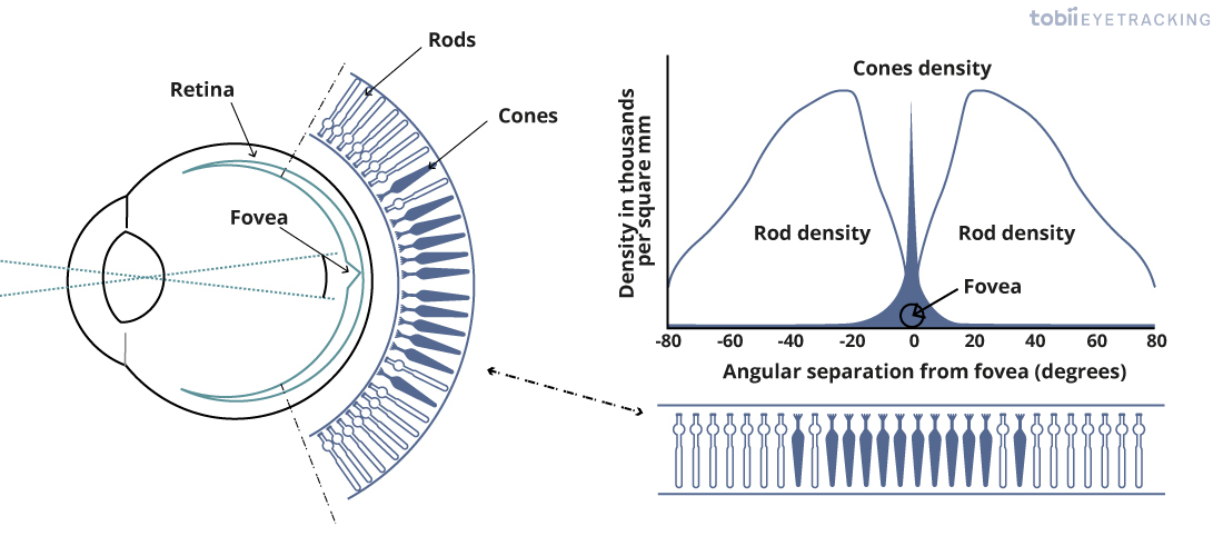 Rod vs. Cone density in the fovea vs. periphery