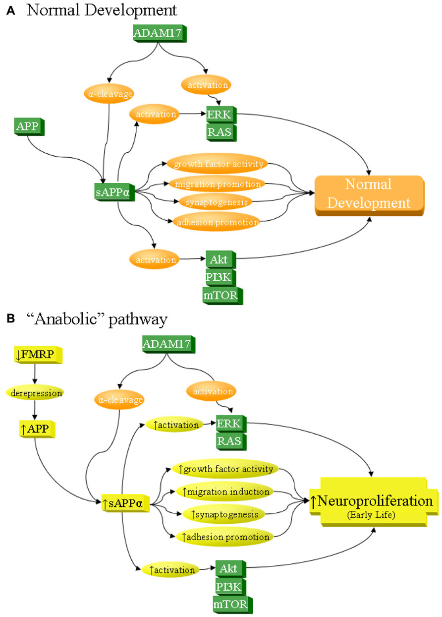 The anabolic&rsquo; model of APP and autism