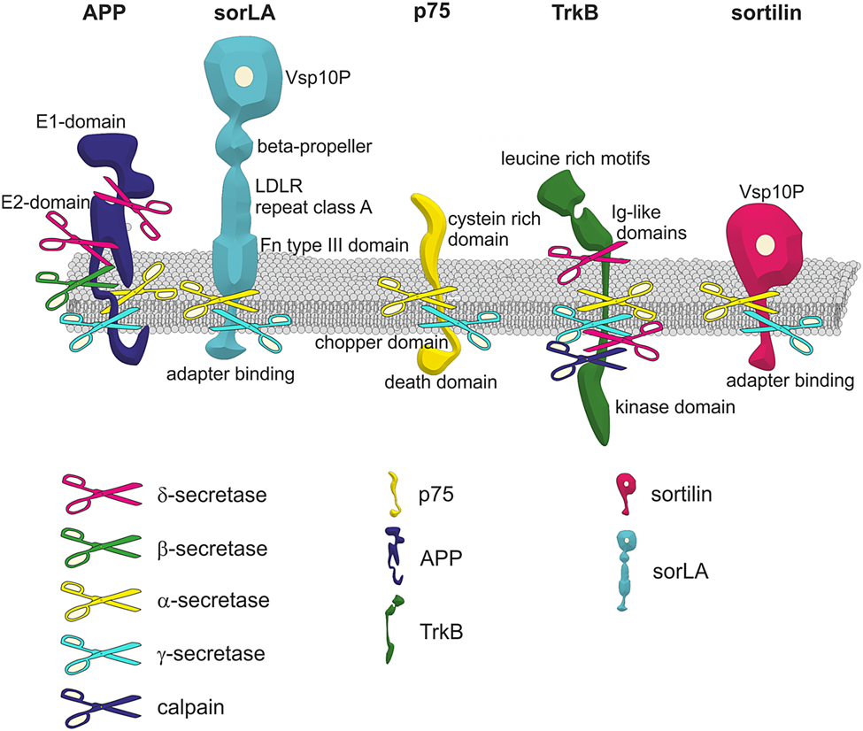 Various secretases/receptors