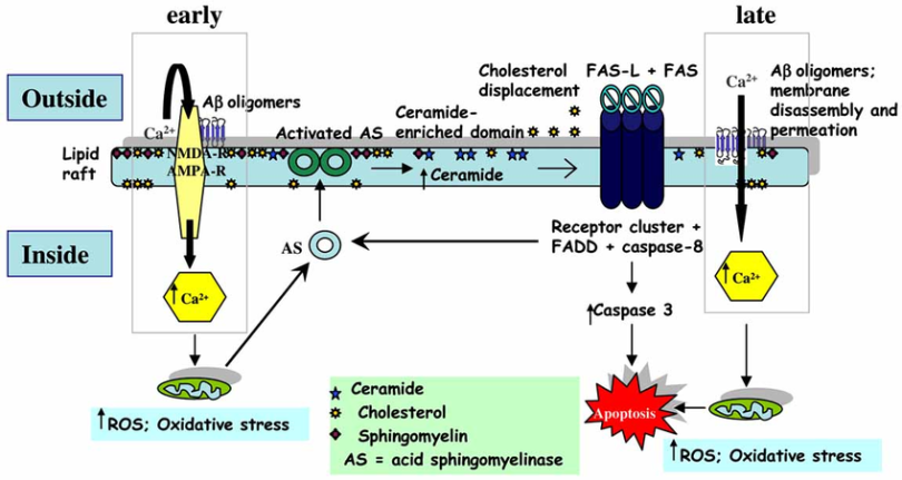 Sphingomyelinase in AD