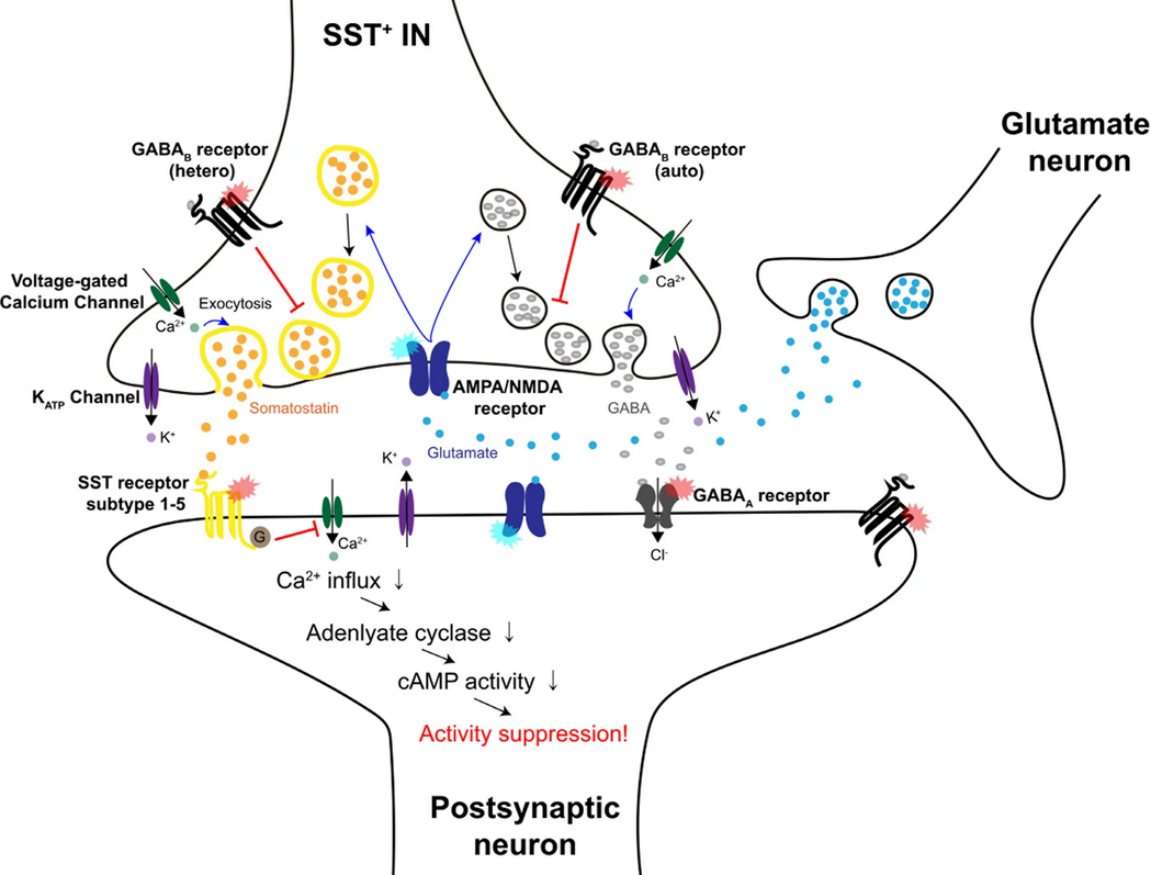 Somatostatin interneuron