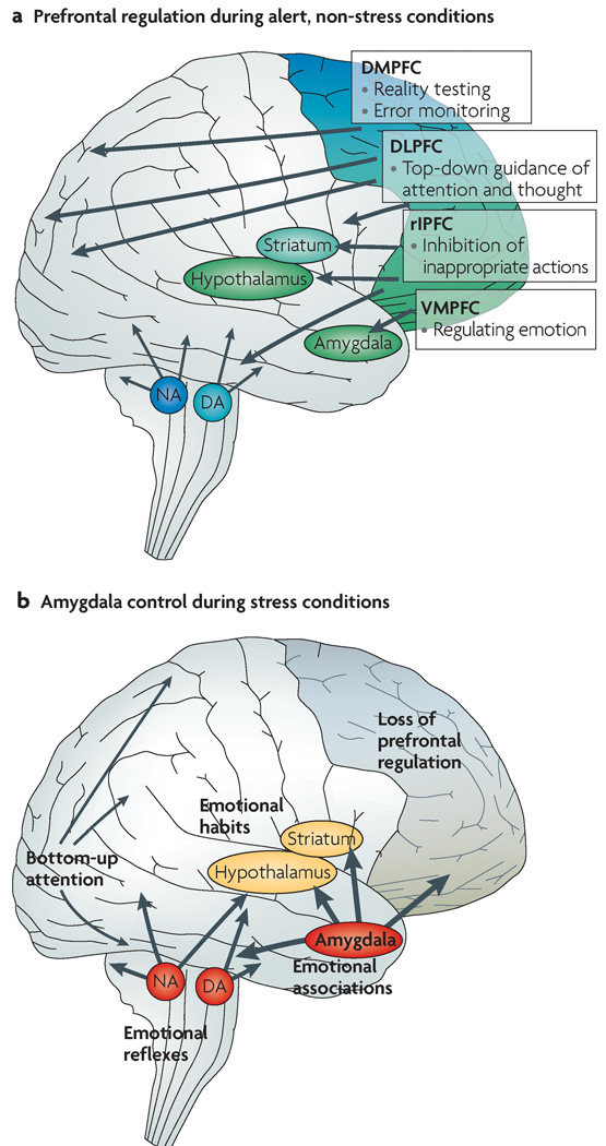 Stress vs. Non-stress in the PFC